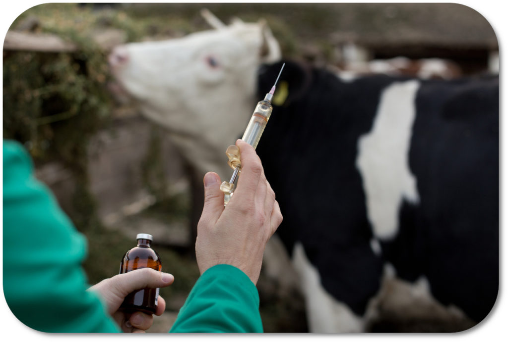 Person injecting a cow to show the safe use of veterinary medicines