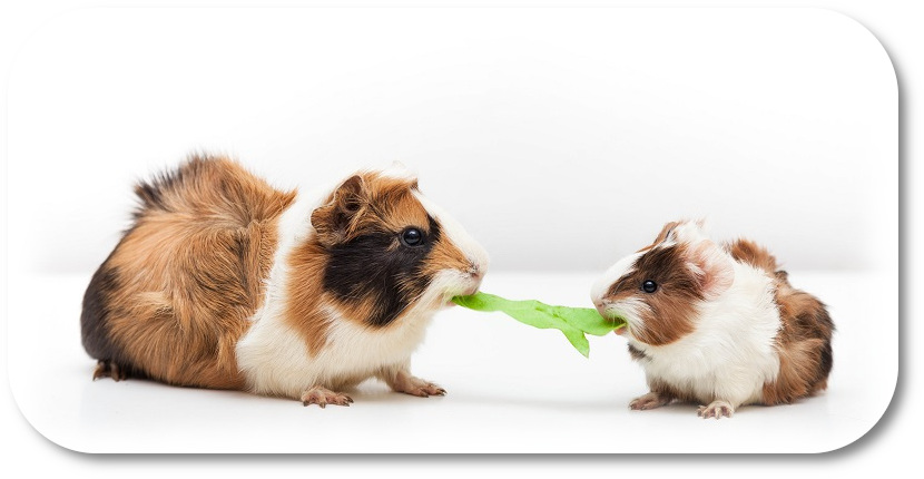 Two guinea pigs eating lettuce