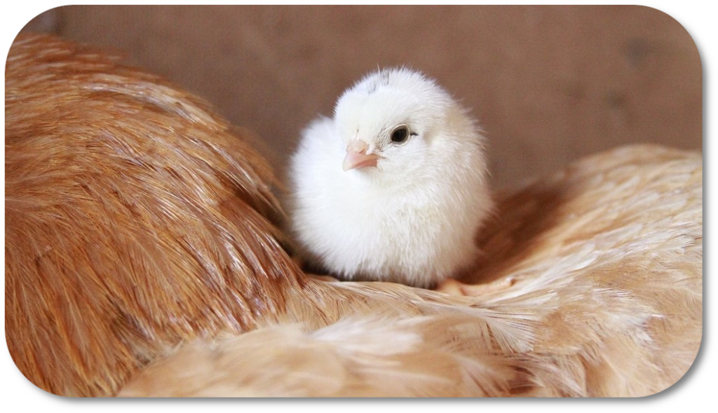 Picture of chicken and chick to link with Avian Vetpol SQP course