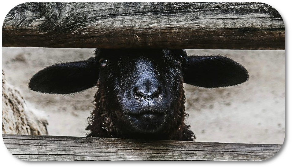 Portrait of black lamb poking its head through a fence