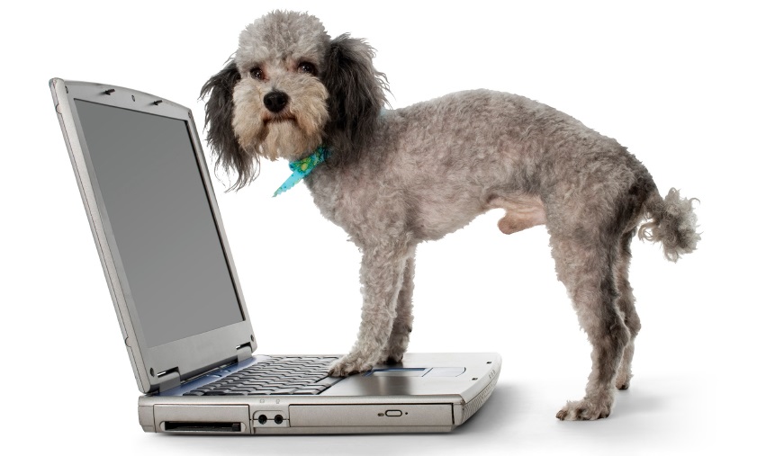 Dog on laptop keeping contact preferences up to date