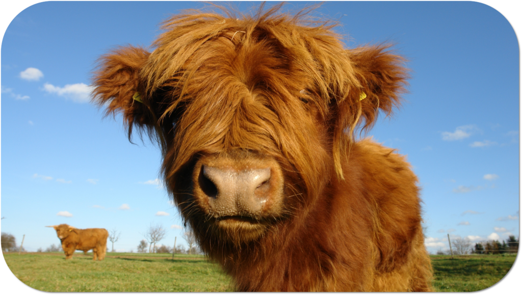 Highland cow calf