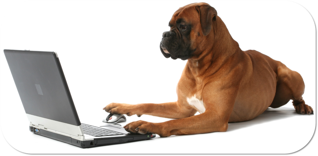 Picture of a dog on a laptop looking at SQP courses