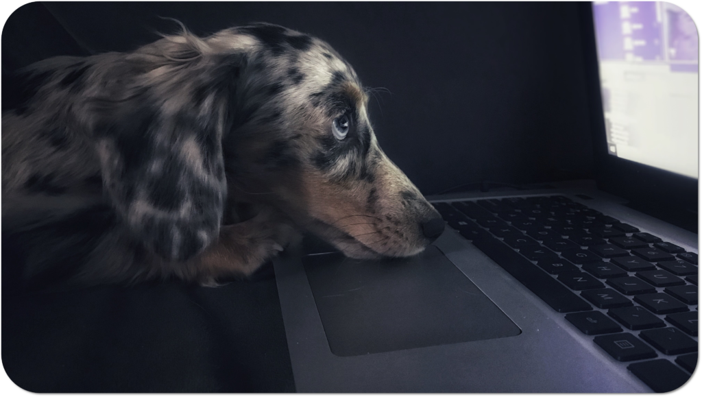 Picture of a dog on a laptop doing an online Vetpol SQP exam