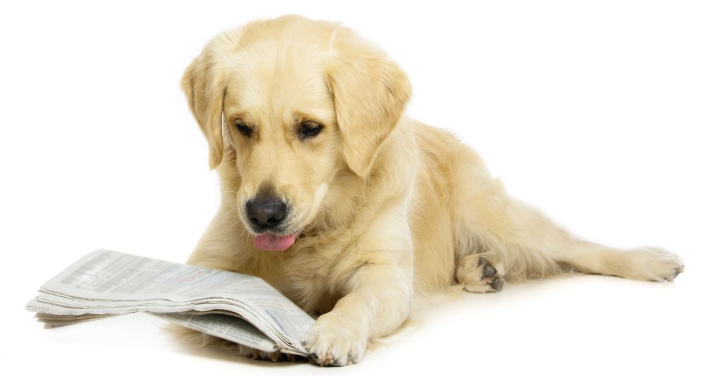 Dog reading a newspaper 