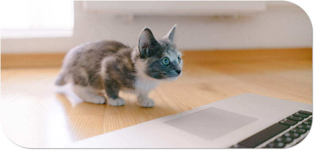 Kitten on a laptop contact us at Vetpol