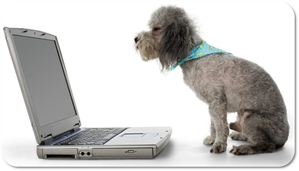 Photo of a dog online looking at support forum