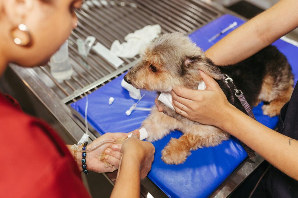 Veterinary nurse attending to a dog